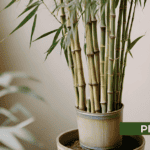Bamboo in a Pot – Easy-to-Grow Portable Greenery