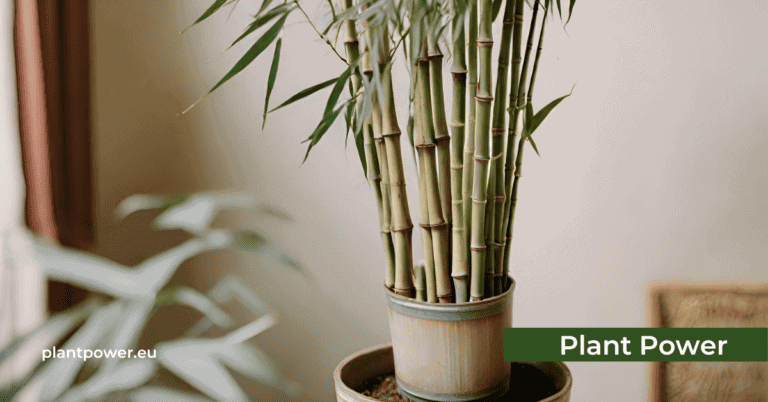 Bamboo in a Pot – Easy-to-Grow Portable Greenery