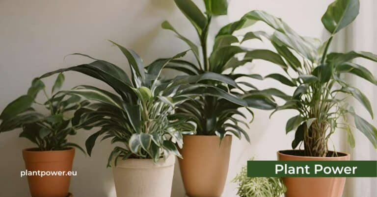 air purifying potted plants for your home