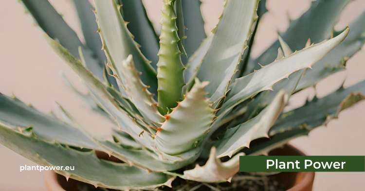 aloe vera combining healing properties and air purification in one plant