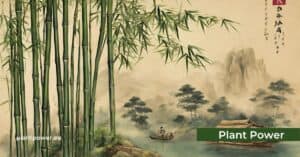 bamboo through the ages a historical journey