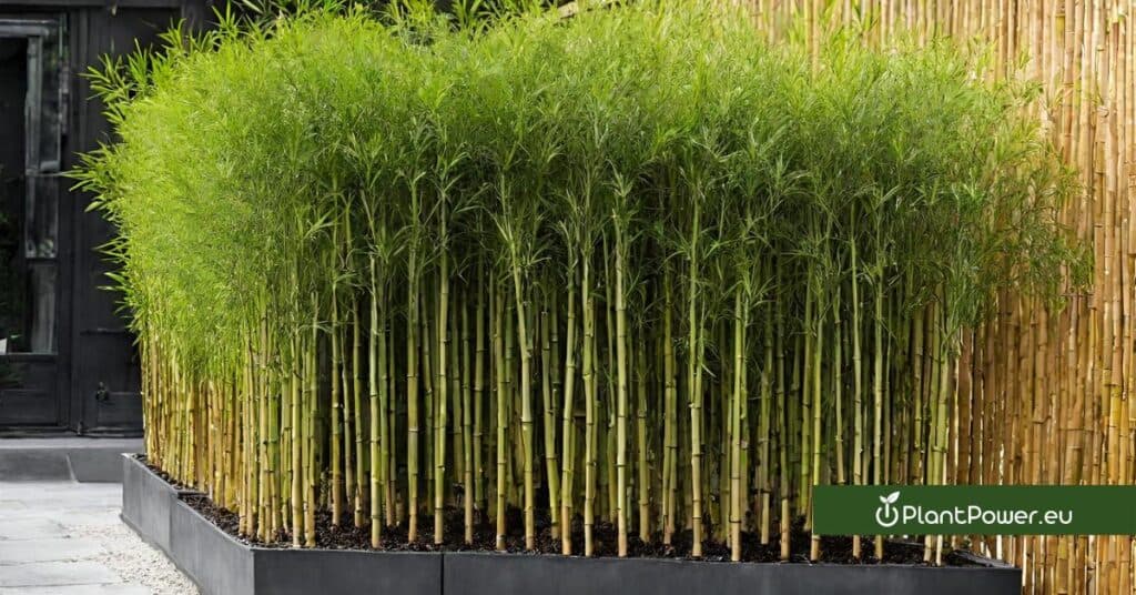 bambusa multiplex hedge bamboo