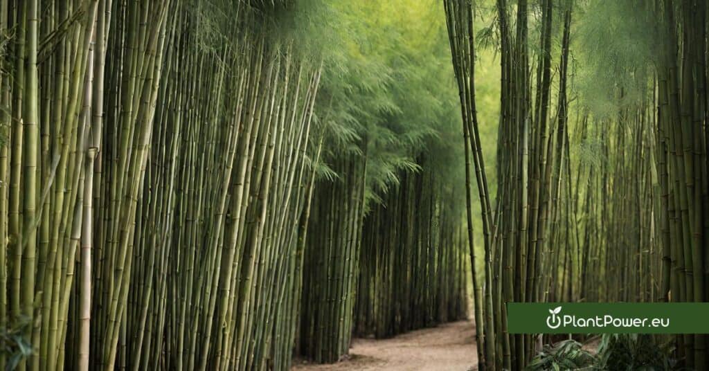 bambusa oldhamii