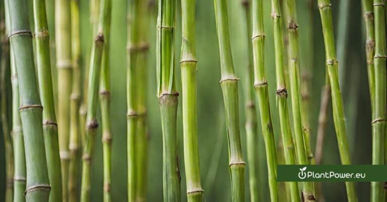 bambusa textilis var. gracilis slender weaver bamboo
