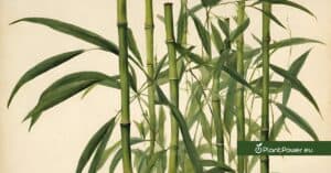 bambusa vulgaris