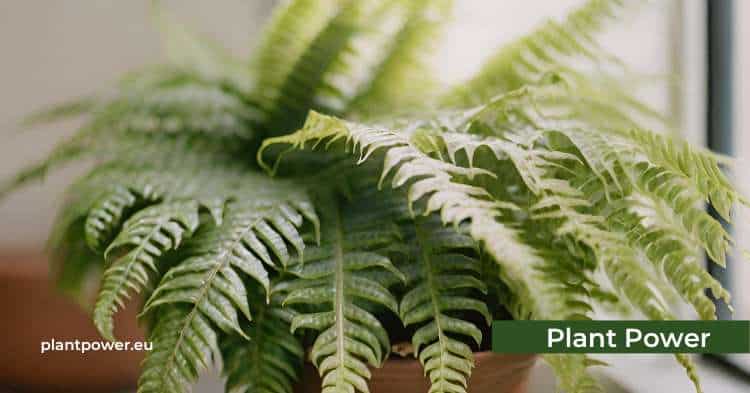 boston fern a humidity loving plant that cleans the air and how to care for it