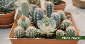 cactus gardening 101 a beginner’s guide to succulent success