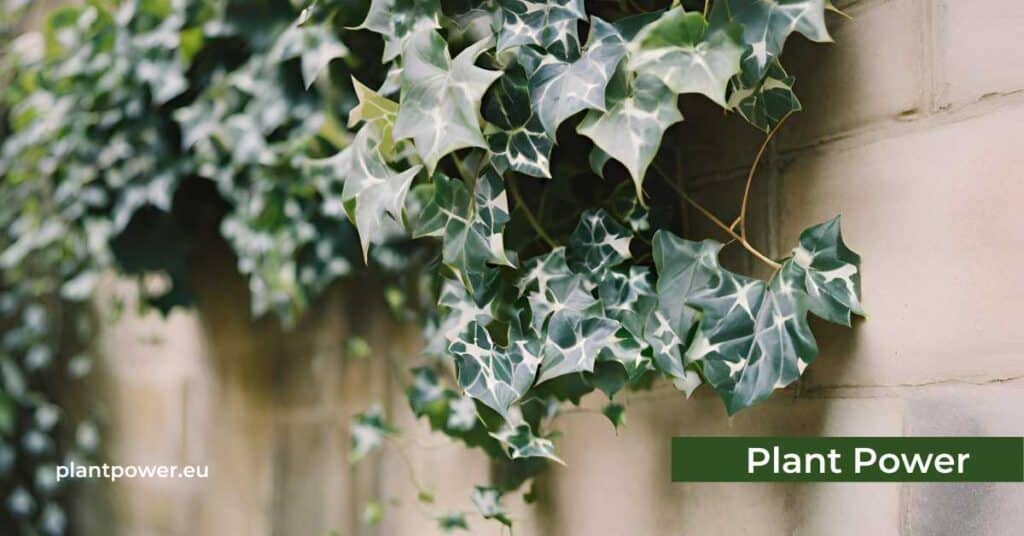 english ivy the benefits of this classic choice for clean air