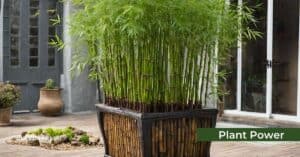 how to grow bamboo in a container