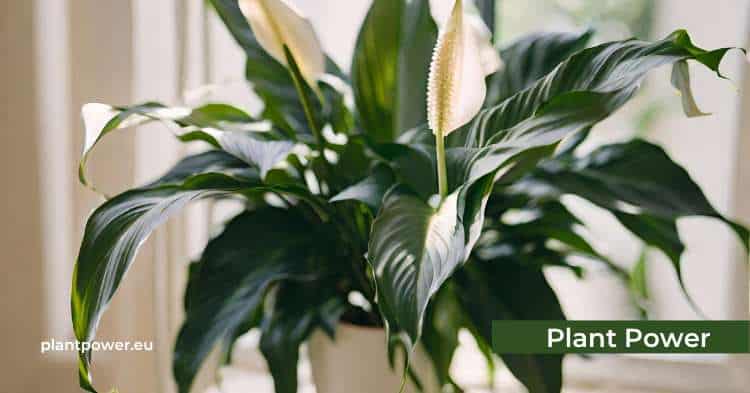 peace lily how this beautiful addition can improve indoor air quality
