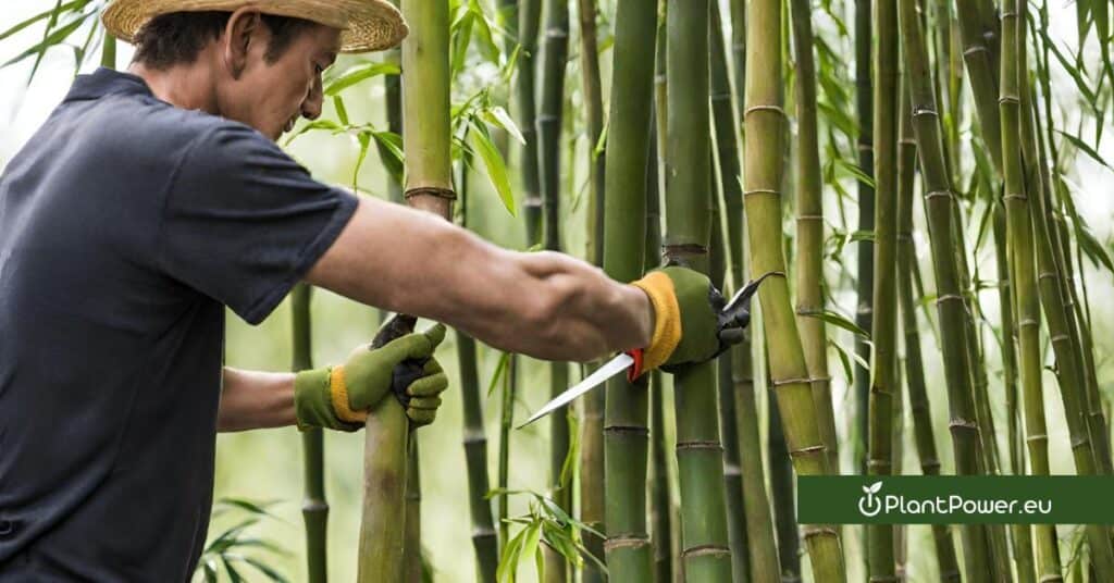 pruning and shaping your bambusa bamboo