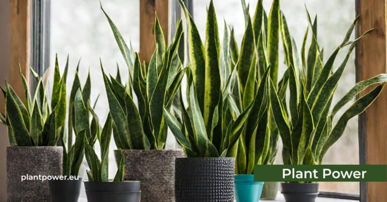 snake plant care and growing guide