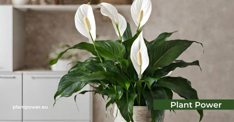 the complete guide to peace lily (spathiphyllum)