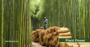 the economic potential of bamboo a green gold mine