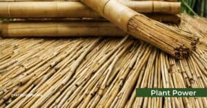 the healing powers of bamboo exploring traditional and modern uses