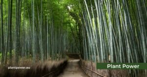 the symbolism of bamboo in different cultures
