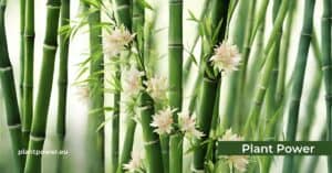 unveiling the mysteries of bamboo flowering a rare phenomenon