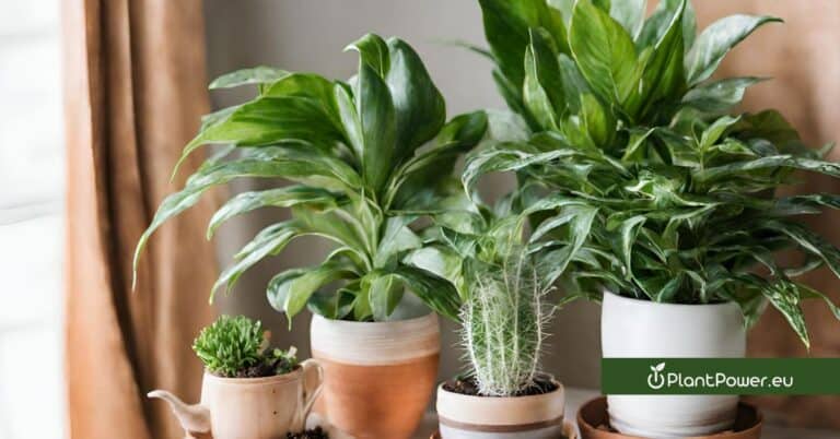 best easy and easiest houseplants that anyone can grow in any home