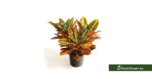 croton. how to grow and care for croton plants.