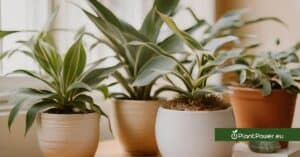 feng shui plants of the best plants for positive energy in your house, home office and office