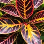 how to grow and care for your croton mammy (codiaeum variegatum 'mammy')