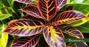 how to grow and care for your croton mammy (codiaeum variegatum 'mammy')