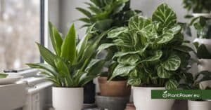 how to take care of indoor plants in the winter season
