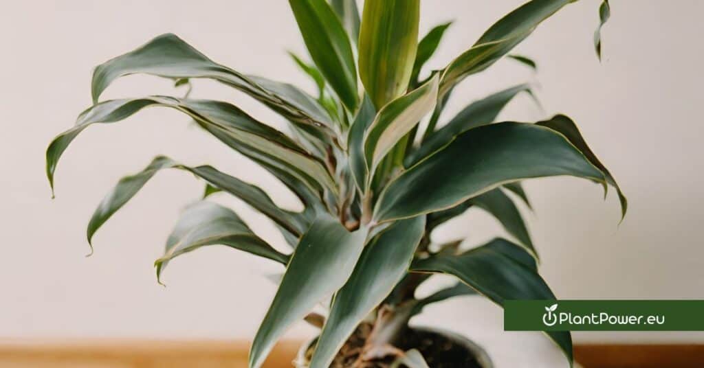 lucky bamboo (dracaena sanderiana) care guide how to grow and care for it indoors