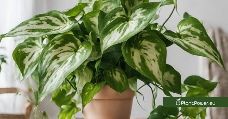 pothos (epipremnum aureum). plant care & growing guide