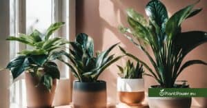 top and best low light houseplants to add to your home or office