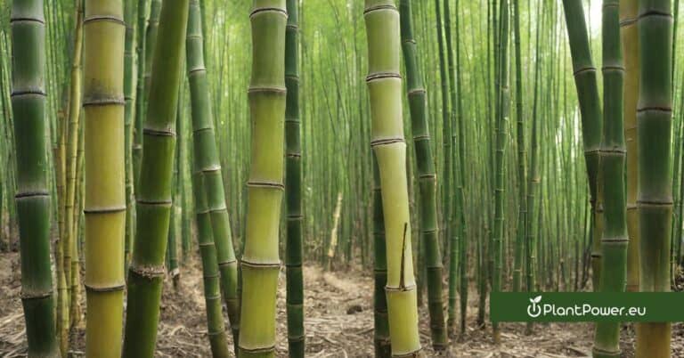 training manual on bamboo propagation and management