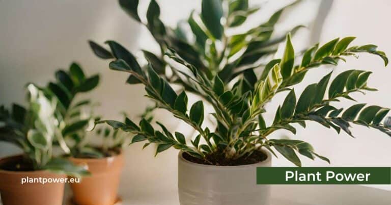 all you need to know about zz plants sunlight, care, & growing tips