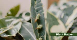aphids on houseplants. how to control aphids on indoor house plants