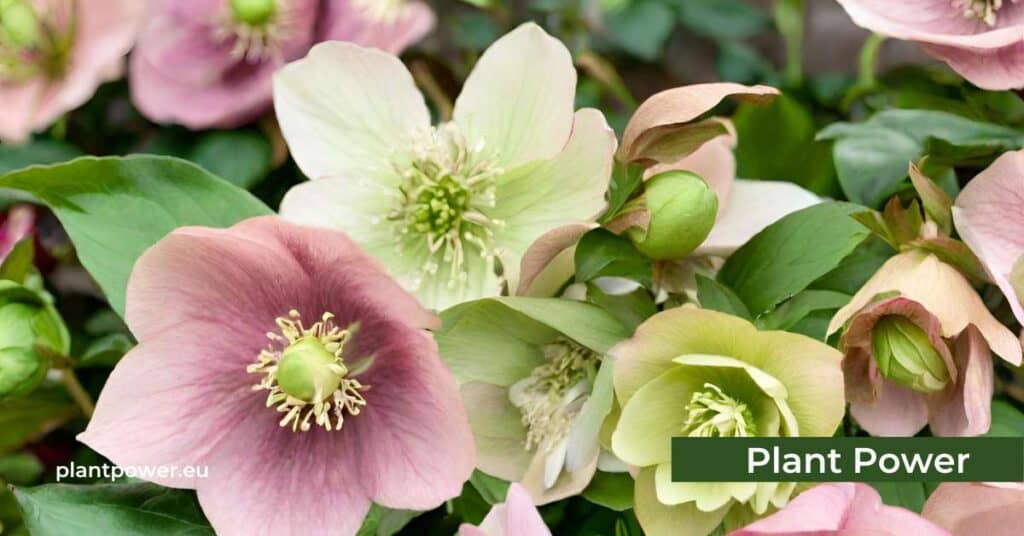 hellebores also known as christmas roses or lenten roses