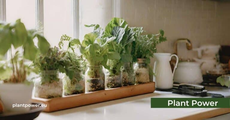 how can i incorporate edible plants into my kitchen decor