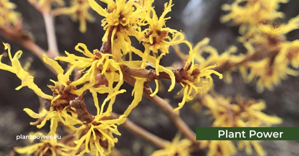 witch hazel is a winter blooming shrub that brings a burst of color to the garden during the colder months typically from late fall to early spring